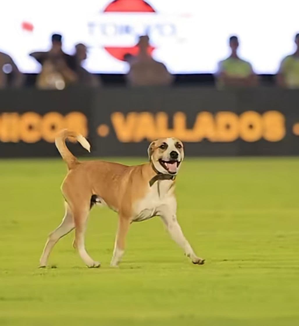 Albirroja: El curioso perrito Dexter