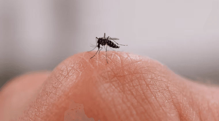 ¿POR QUÉ LOS MOSQUITOS PICAN MÁS A ALGUNAS PERSONAS? LA CIENCIA TIENE UNA RESPUESTA