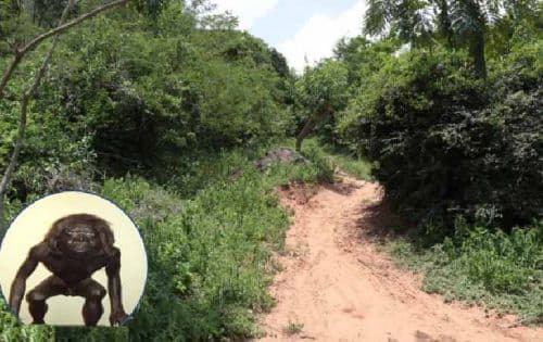 ¿CAPTARON AL POMBERO? UN VIDEO ANALIZADO POR INVESTIGADORES REAVIVA EL MISTERIO