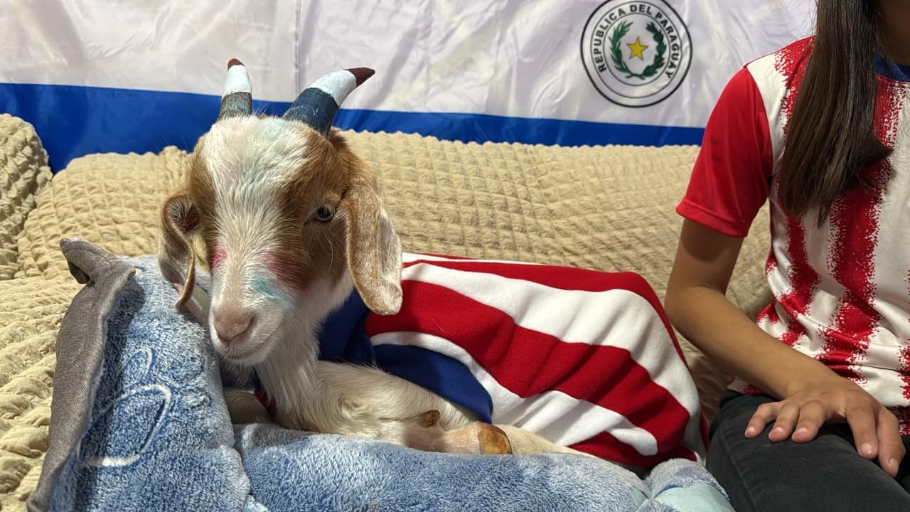 ¡PEPE, LA CABRA ALBIRROJA VIRAL QUE CONQUISTÓ LAS REDES Y FUE ENTREVISTADA POR VACA SUELTA!