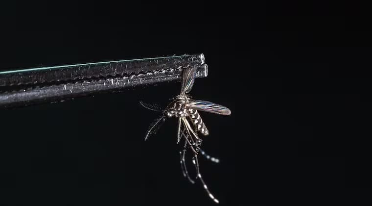 PARAGUAY SE CONVIERTE EN REFERENTE REGIONAL EN LA LUCHA CONTRA EL DENGUE