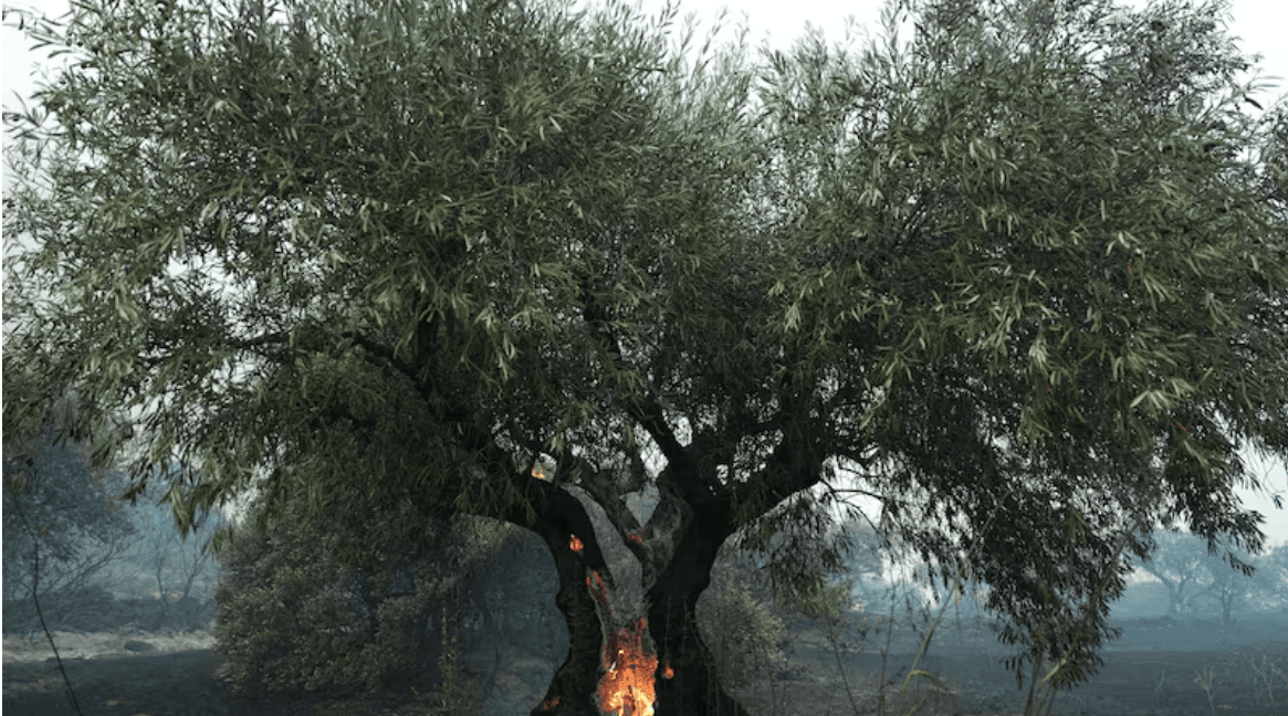 INCENDIOS FORESTALES DEVASTAN ESPAÑA Y FRANCIA CON MILES DE EVACUADOS