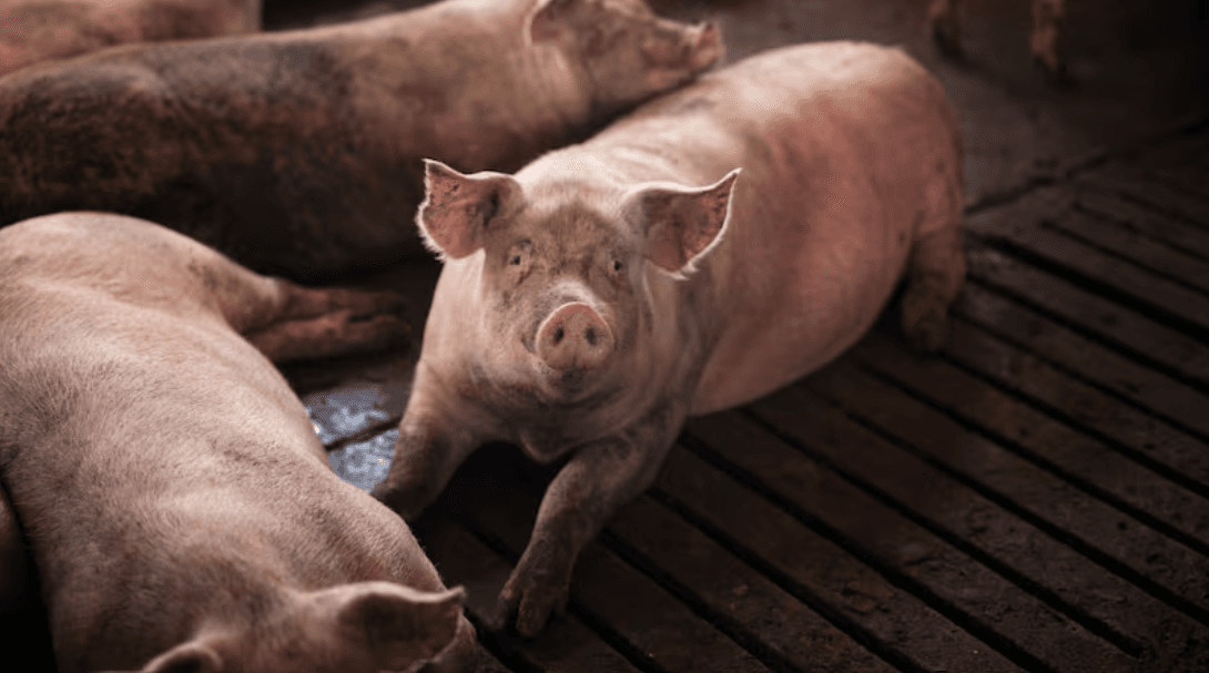 Productores porcinos alertan por contrabando y fuerte caída del precio del cerdo