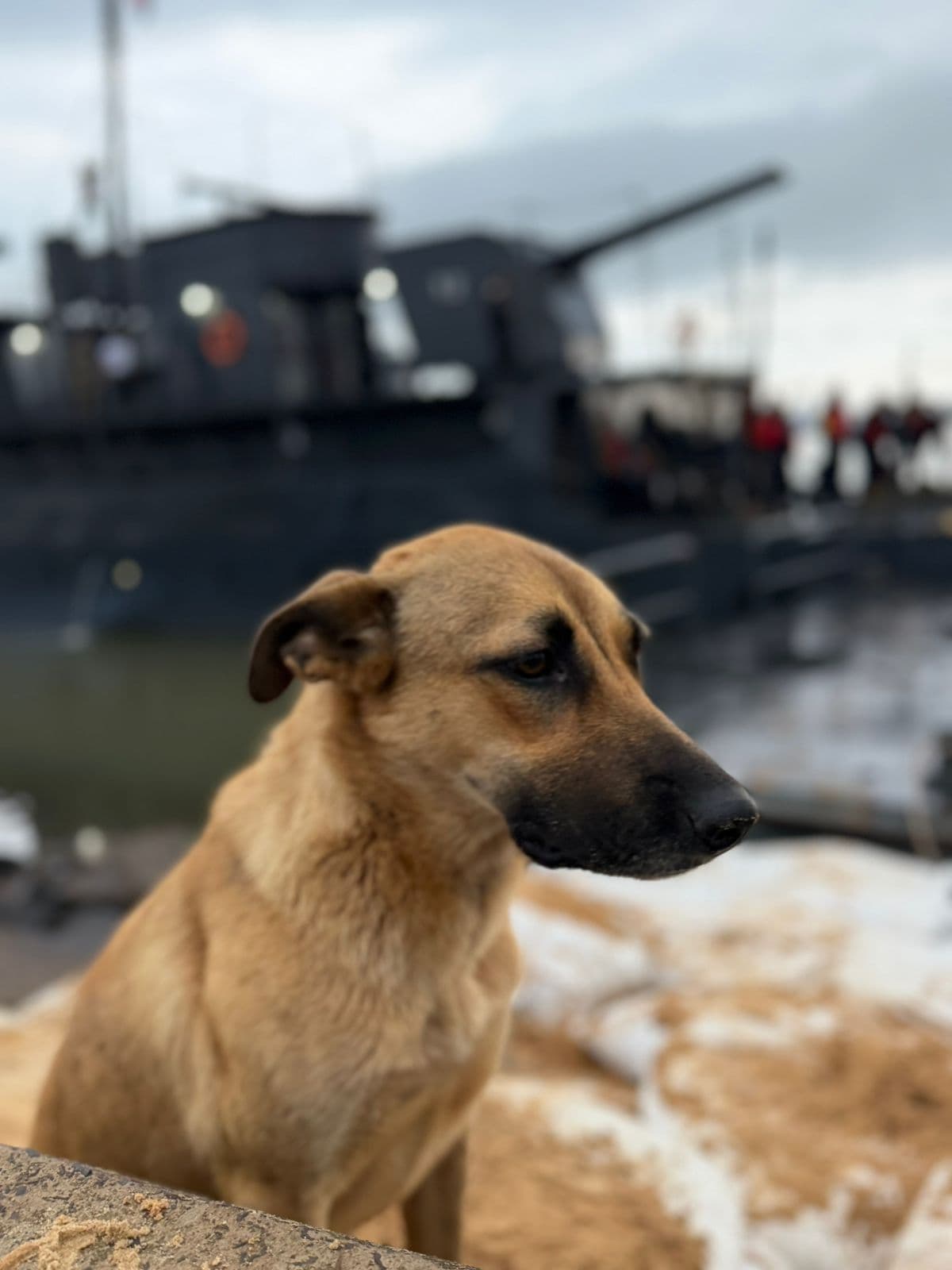Maruca encontró un hogar: la perrita de la cañonera fue adoptada por la Base Naval