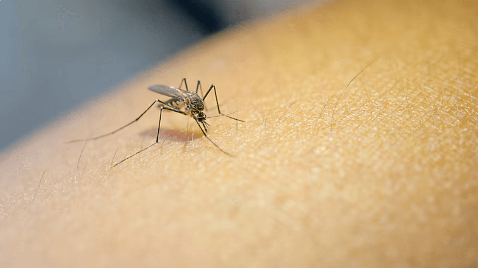 Dengue: Salud amplía la vacunación hasta los 60 años ante la temporada de más casos