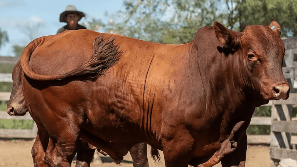 Guaraní fuerte golpea al engordador y cambia el equilibrio de la cadena ganadera