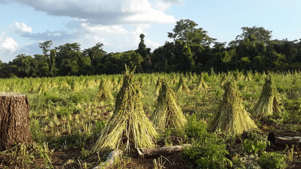 Sésamo paraguayo: las lluvias frenan la siembra, pero crecen las expectativas